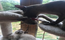 Tonkinese cats for sale: Superb Tonkdoll Kittens - Image 5