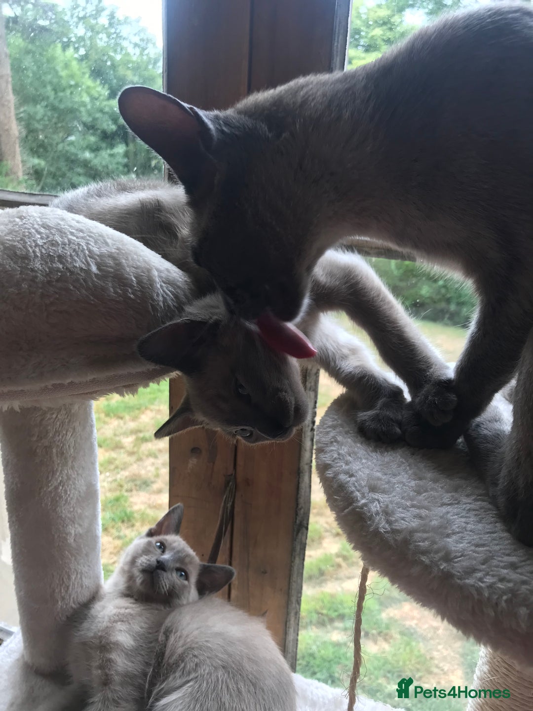 Tonkinese cats for sale: Superb Tonkdoll Kittens - Image 5