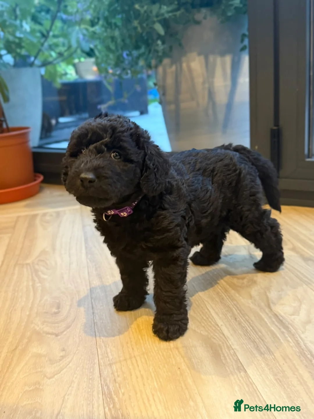 Labradoodle dogs for sale: Labradoodle puppies LAST 1 remaining! - Advert 2