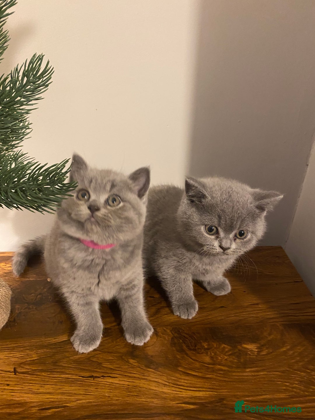 British Shorthair cats for sale: Stunning British short hair GCCF/TICA - Advert 35