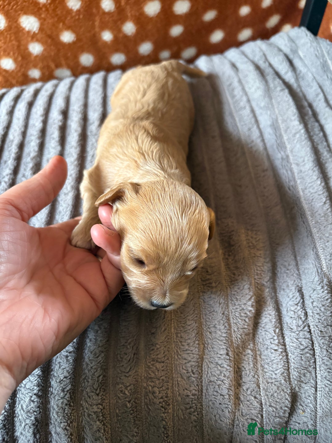 Mixed Breed dogs for sale: 8 beautiful cockapoo cross cavapoo pups - Image 23