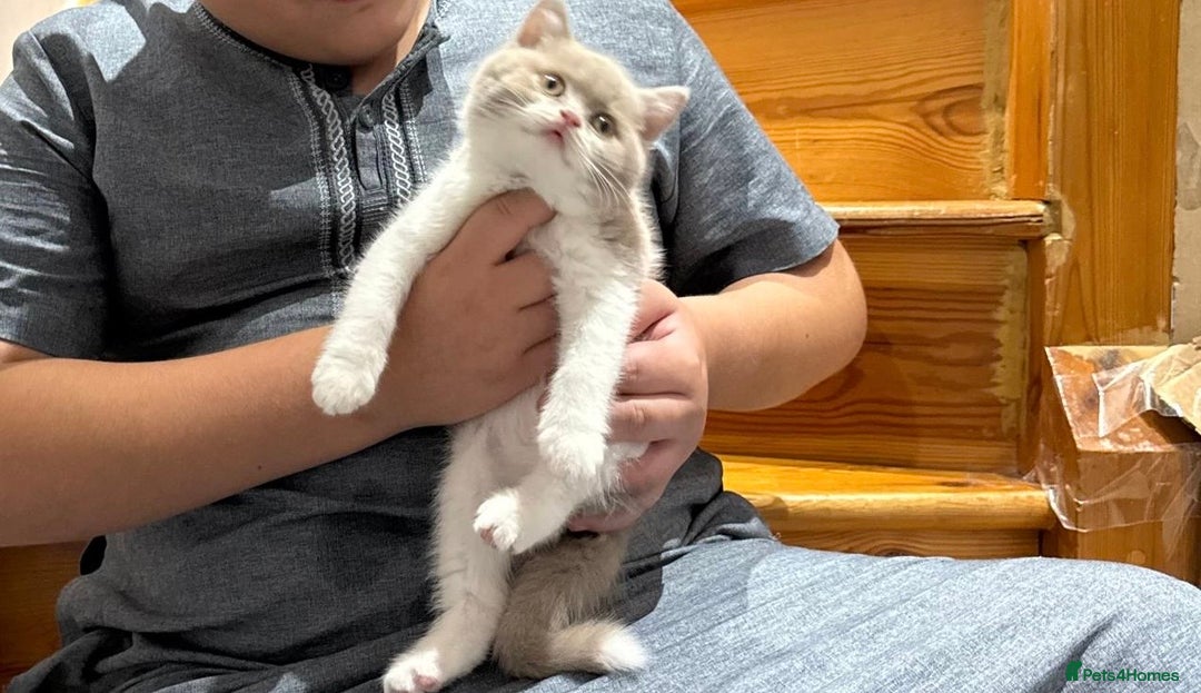 British Shorthair cats for sale: Purebred British Shorthair male  - Image 1