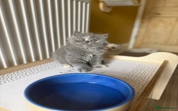 British Longhair cats for sale: Beautiful British longhair and shorthair kittens  - Image 1