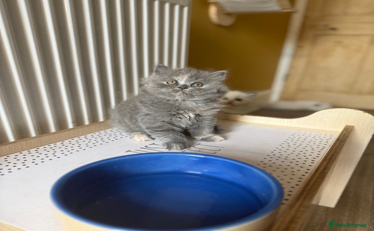 British Longhair cats - Advert 13