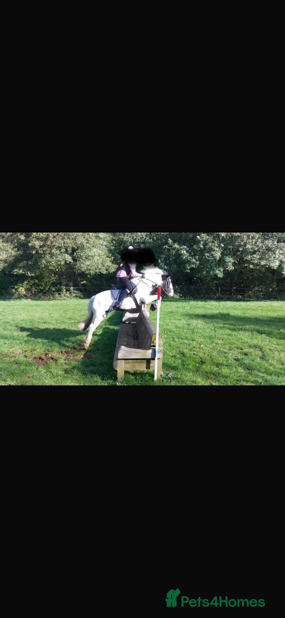 Irish Cob horses Hunting/ pony club pony  - Advert 1
