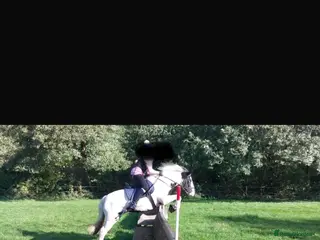 Irish Cob horses Hunting/ pony club pony - Advert 3