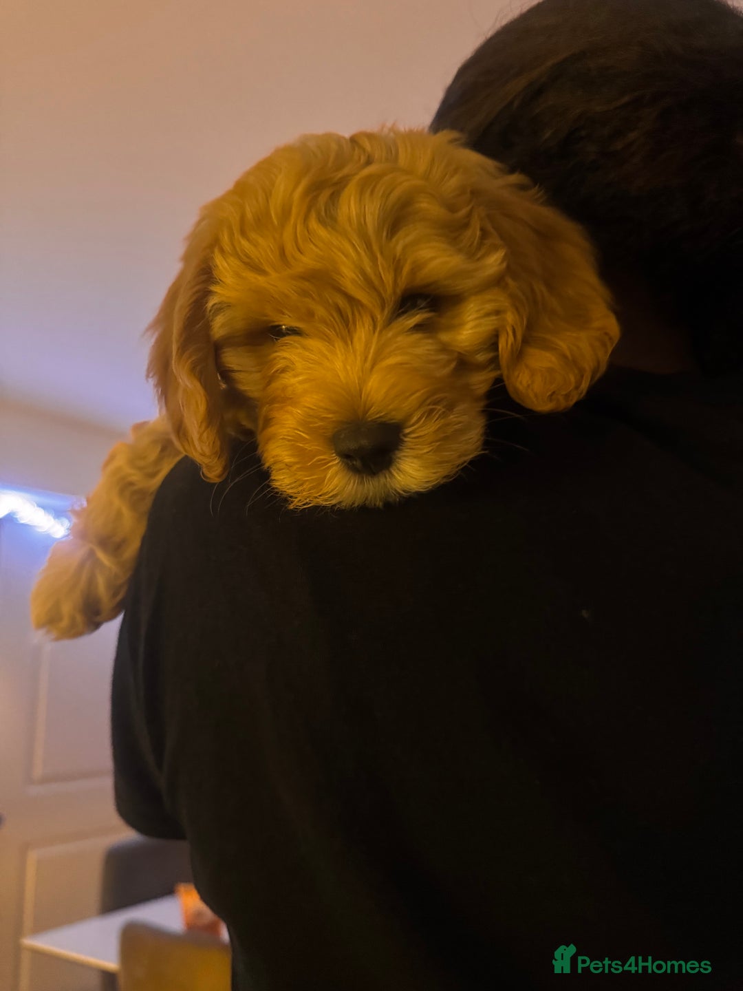 Cockapoo dogs for sale:  Beautiful 14-week Cockapoo ready for loving home  - Advert 5