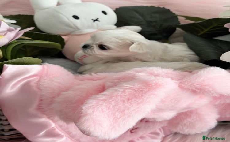Maltese dogs - Advert 1