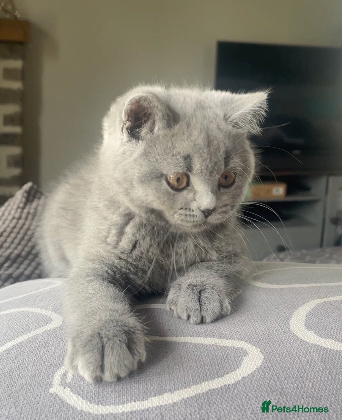British Shorthair cats BSH Blue and Lilac GCCF Reg Kittens - Advert 11