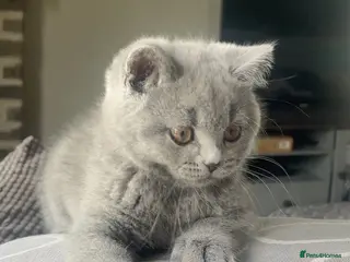 British Shorthair cats BSH Blue and Lilac GCCF Reg Kittens - Advert 3