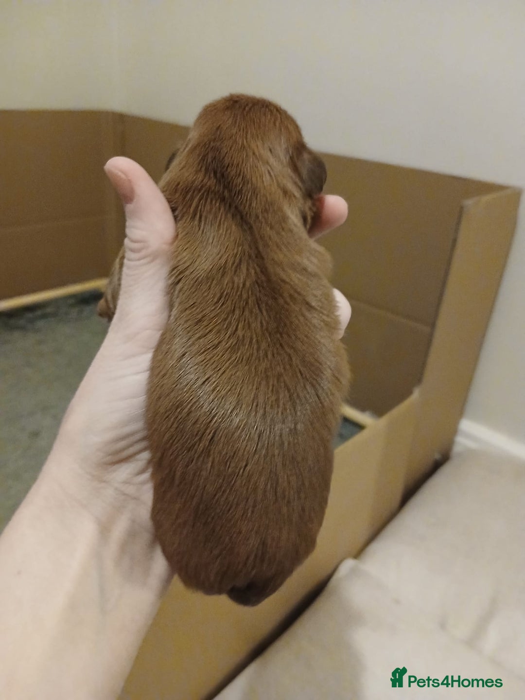 Shih Tzu dogs for sale: 🍫CHOCOLATE KC REG IMPERIALS BEST LINES🍫 - Advert 20