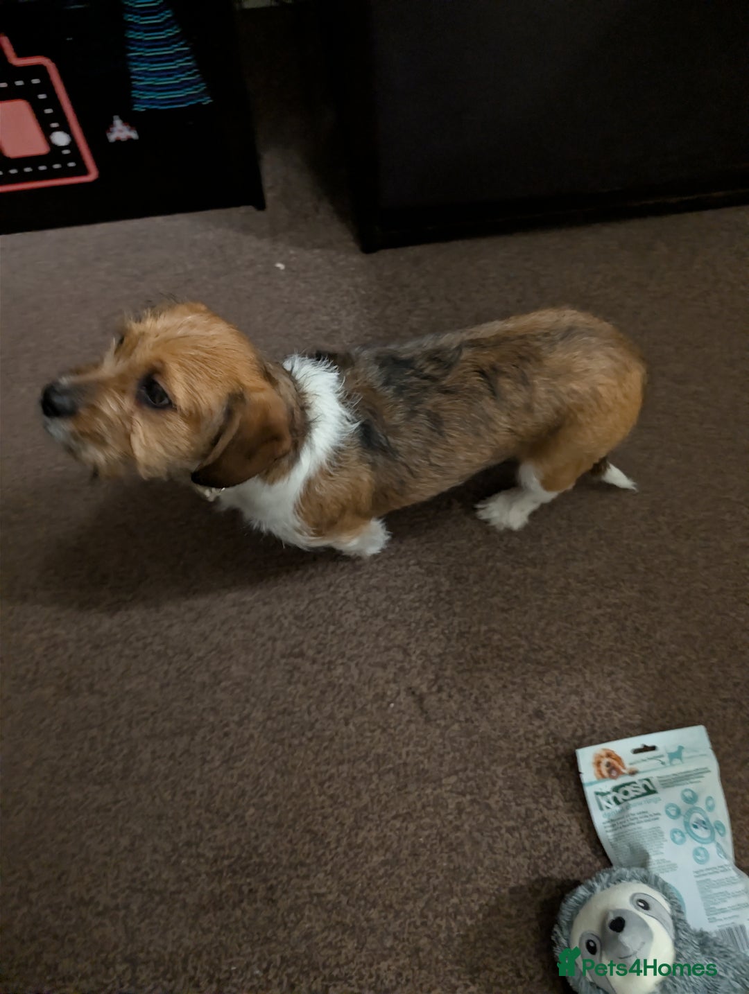 Mixed Breed dogs for sale: Beautiful 5 month old shweenie. Shitzu/dachshund - Advert 5