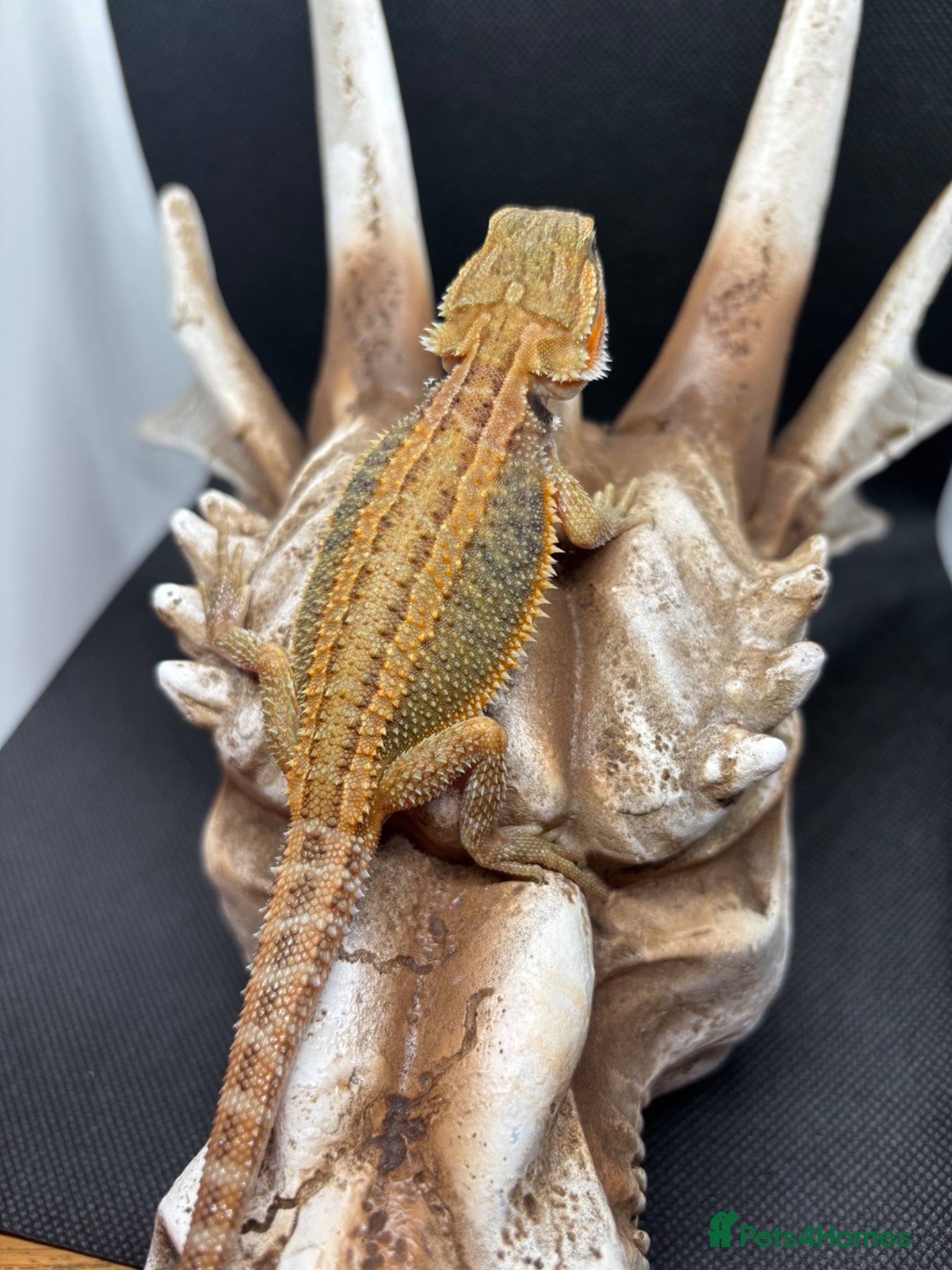 Bearded Dragon reptiles Spectacular baby dragons ready now  - Advert 1