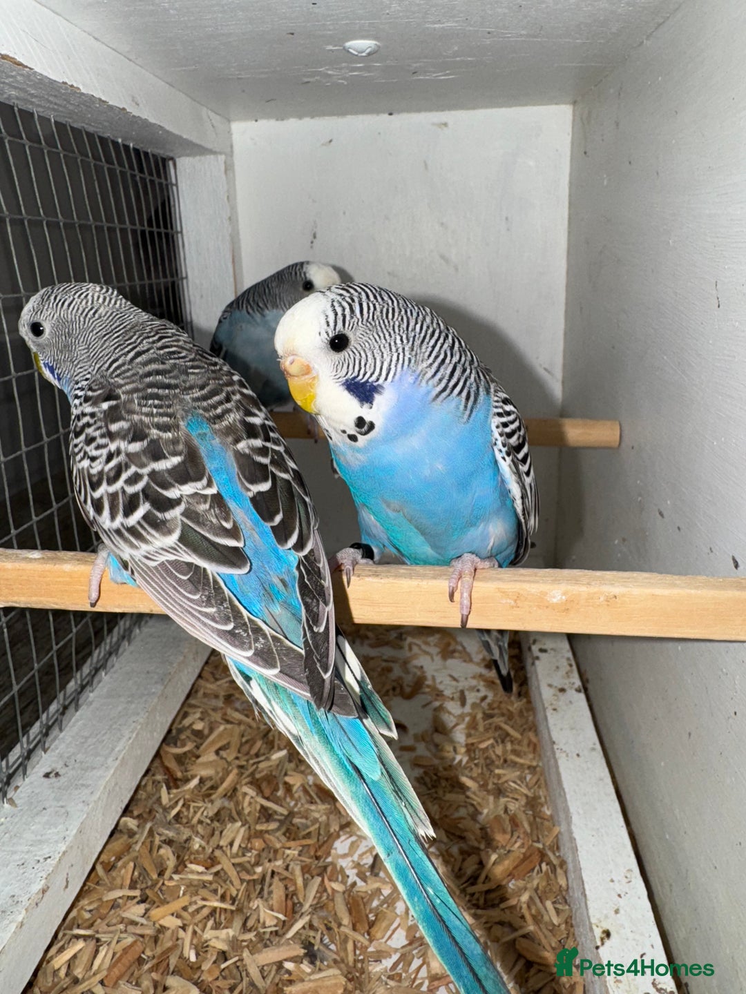 Budgerigars birds for sale: Double split budgies available split of bw/bf - Advert 1