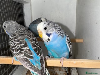 Budgerigars birds - Advert 36