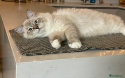 Ragdoll cats for sale: Blue Lynx TICA boy  - Image 23