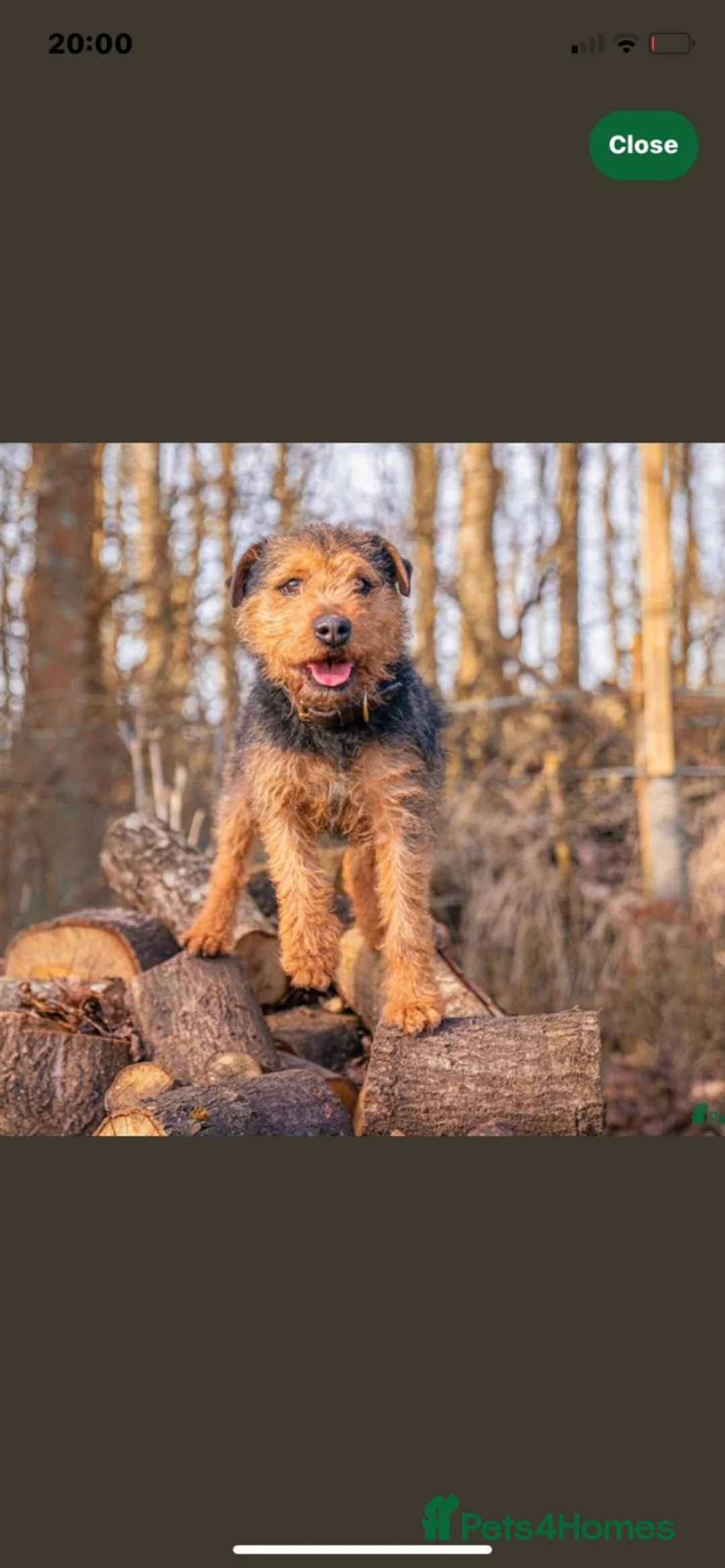 Mixed Breed dogs for sale: Strong terriers - Advert 2