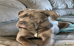 Cane Corso dogs for stud: Beautiful cane corso for stud - Image 4