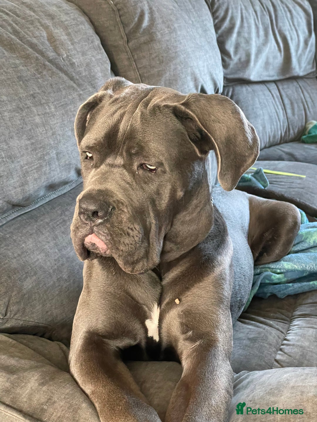 Cane Corso dogs for stud: Beautiful cane corso for stud - Image 4