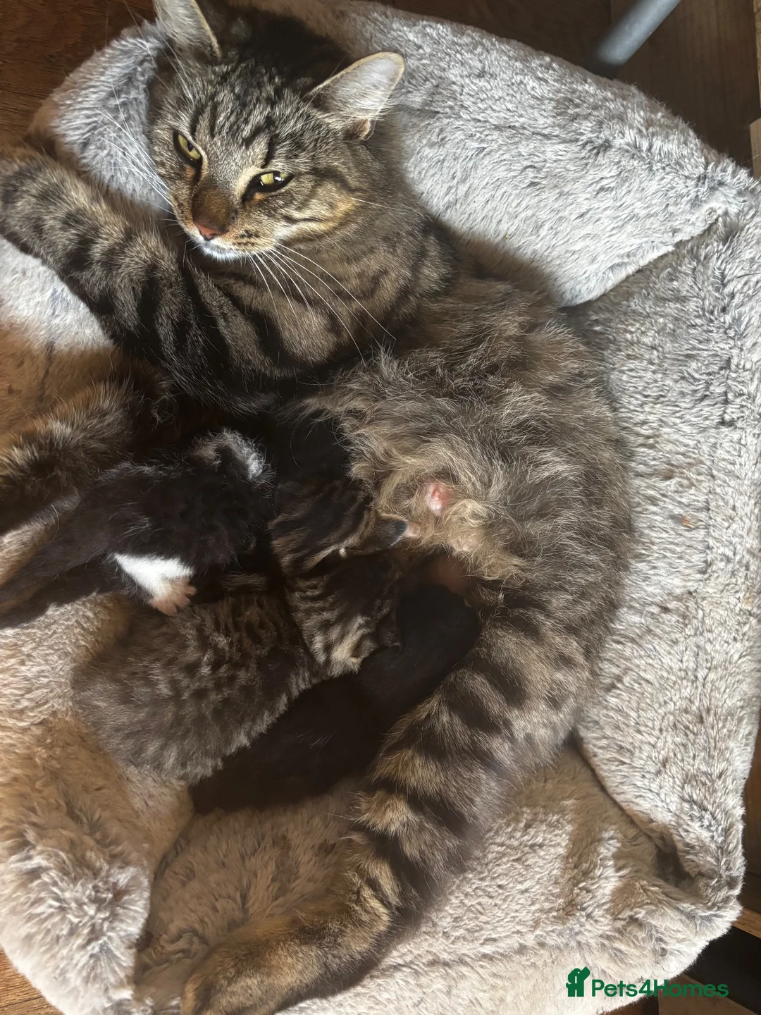 Mixed Breed dogs for sale: 4 beautiful girl kittens ready now  in Biggleswade - Advert 1