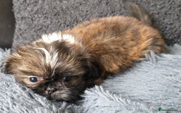 Shih Tzu dogs for sale: Ready now small/tiny Rare Brindle Imp Shih Tzu - Image 11