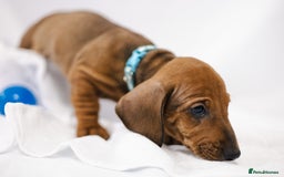 Dachshund dogs for sale: Standard champion bred dachshunds  - Image 3