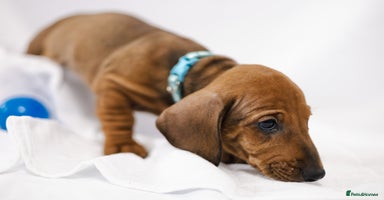 Dachshund dogs - Advert 10