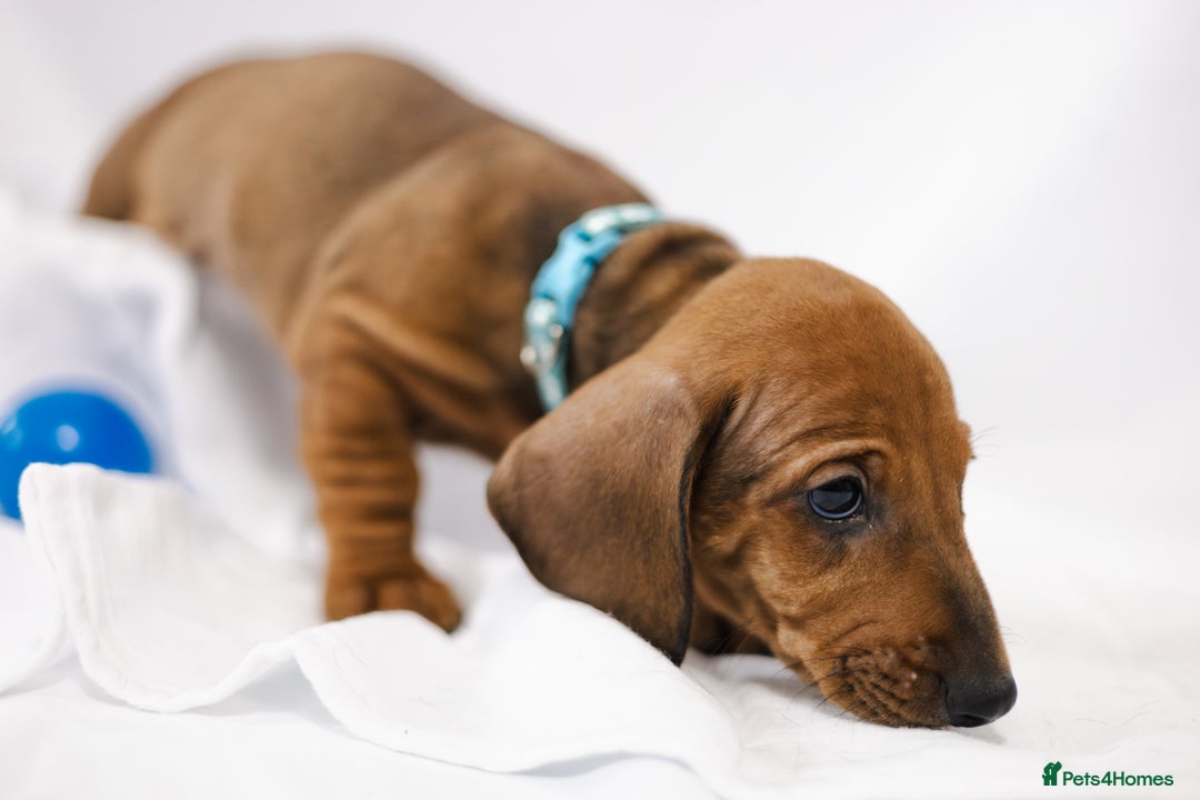 Dachshund dogs for sale: Standard champion bred dachshunds  - Image 3