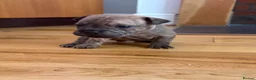 Mixed Breed dogs for sale: 7 Beautiful French Bull Dog Puppies  - Advert 4