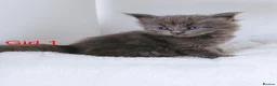 Maine Coon cats for sale: DNA health tested blue maine coon kittens - Advert 15