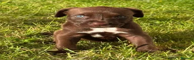 FEMALE 3, CHOCOLATE