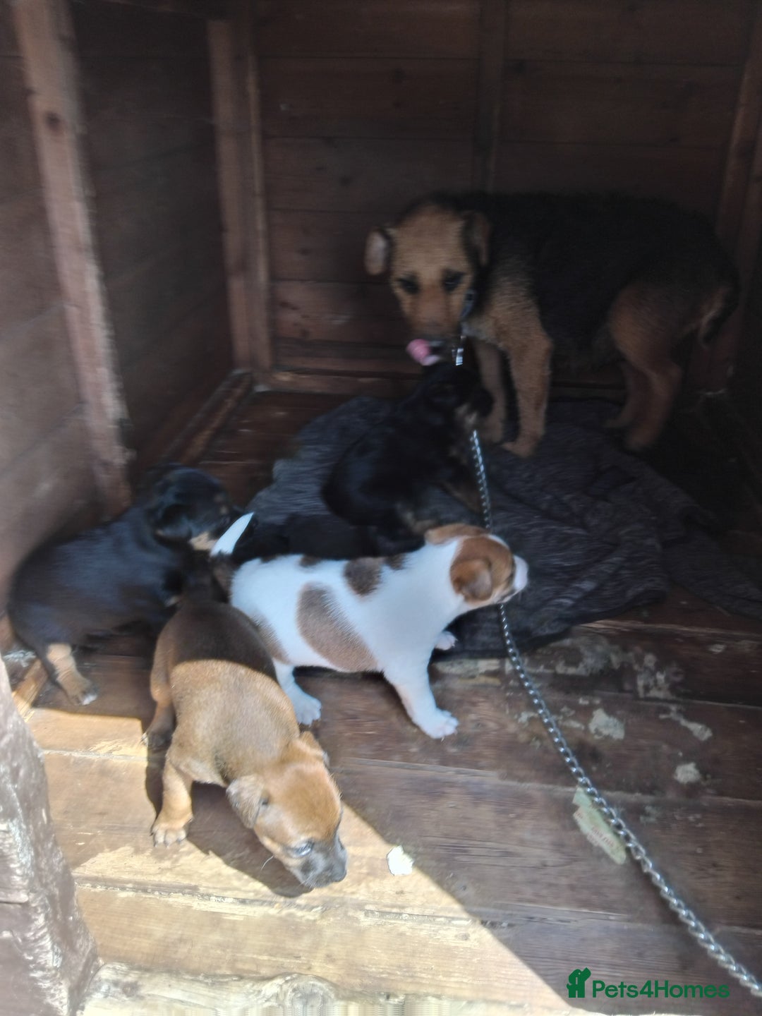 Mixed Breed dogs for sale: Lakeland x jack rustle puppys  - Image 2