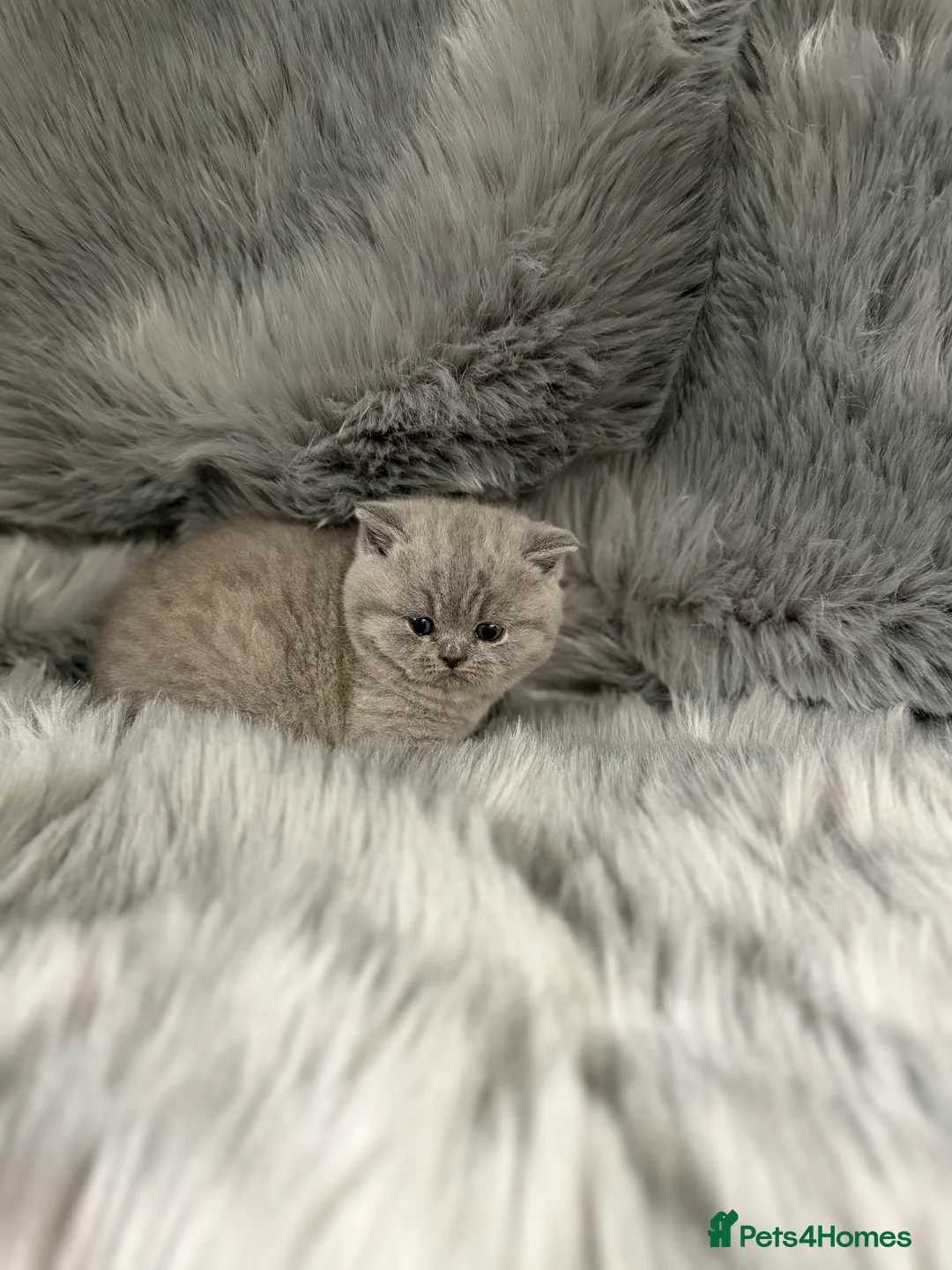British Shorthair cats for sale: Full Pedigree Registered BSH  - Advert 26
