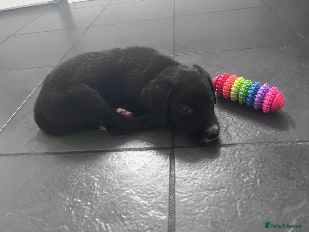 Mixed Breed dogs for sale: Lurcher x lab pups READY NOW!! - Image 11