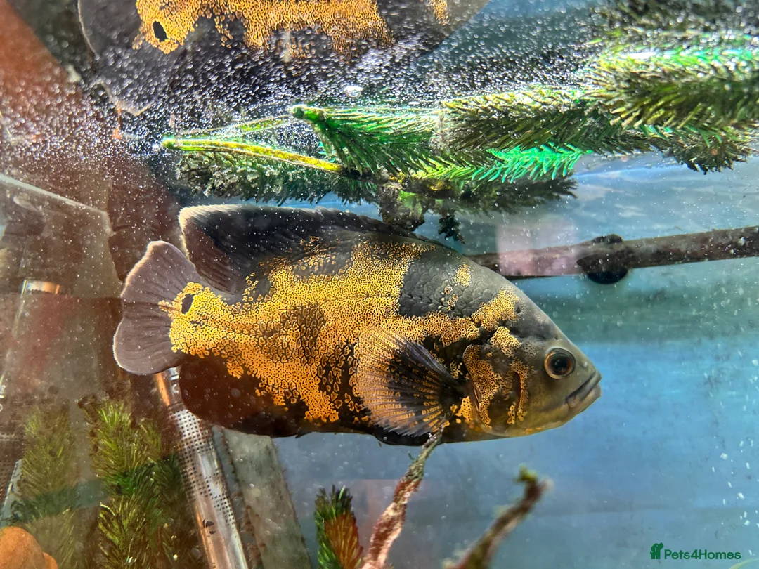 Cichlids fish for sale: Large Oscar cichlid - Advert 1