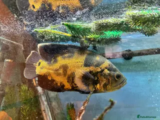 Cichlids fish Large Oscar cichlid - Advert 1