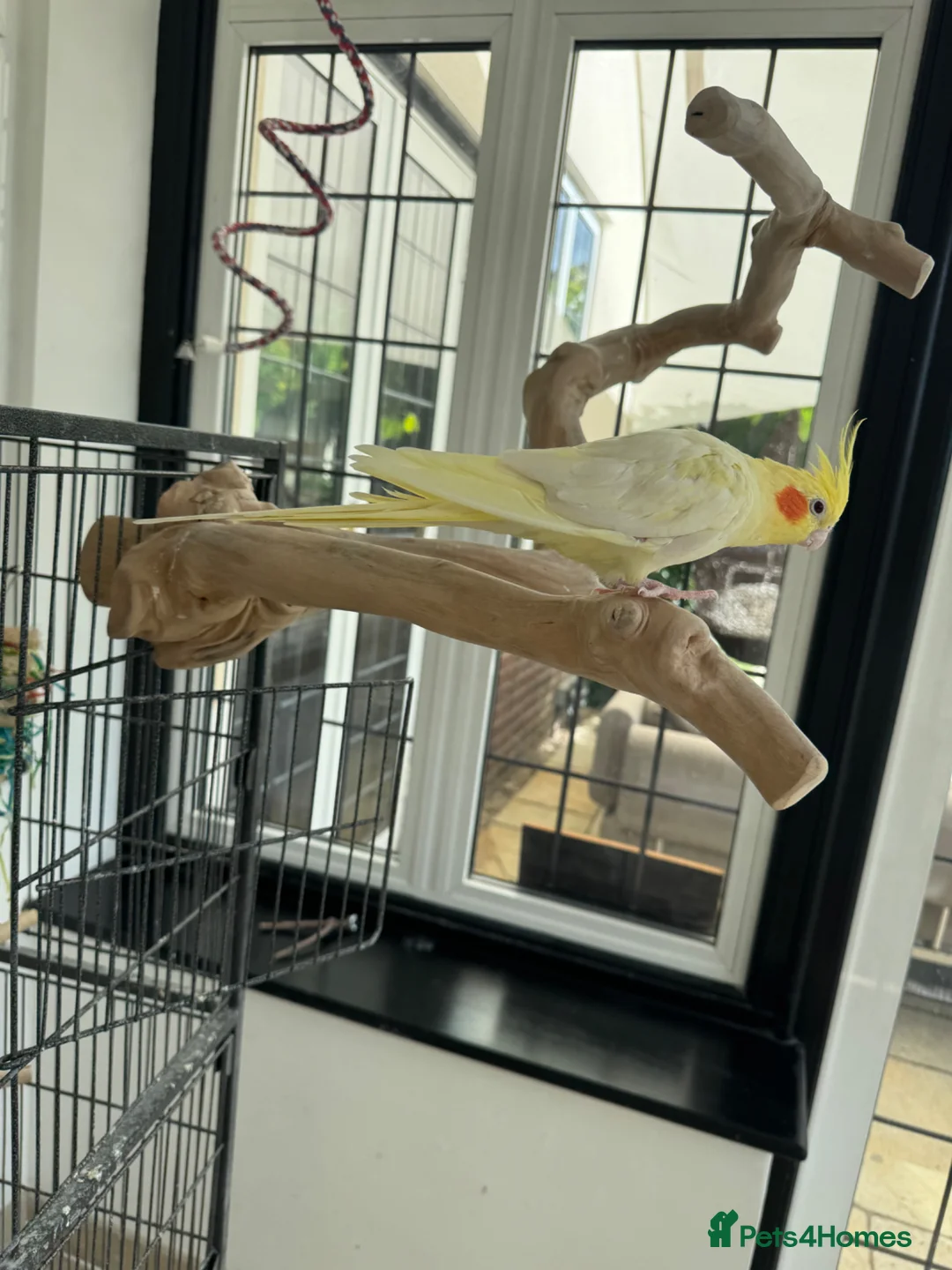 Cockatiels birds for sale: Yellow cockatiel for sale, 6 years old, male - Advert 4