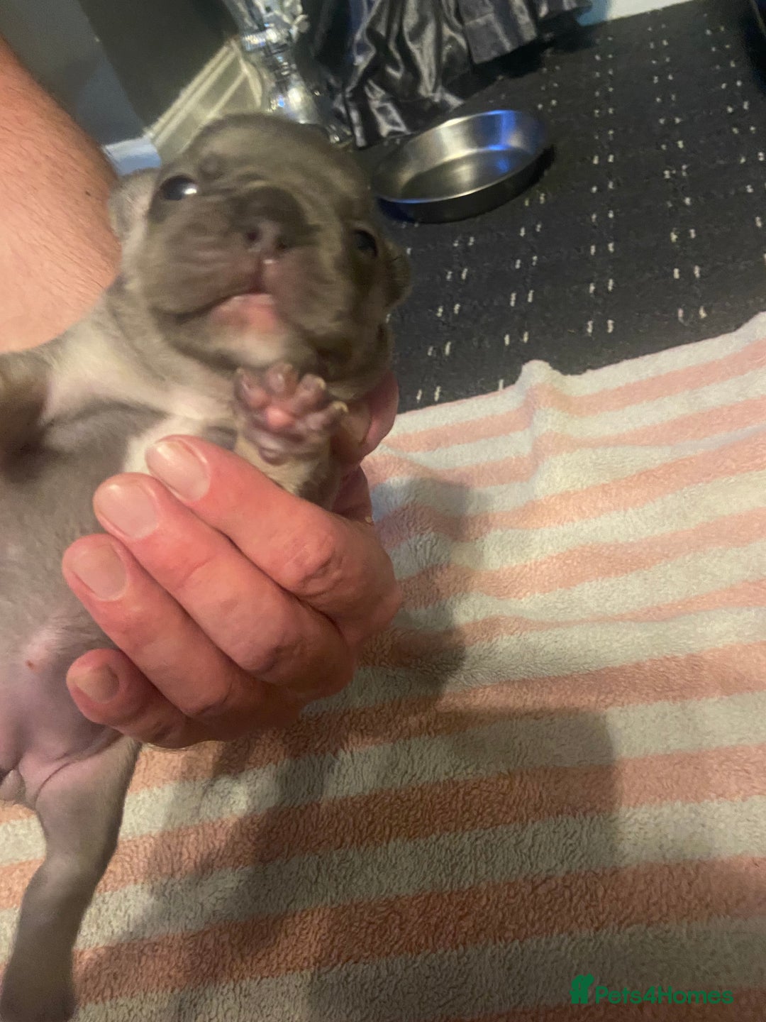 Mixed Breed dogs for sale: French bulldog/English bulldog - Advert 16