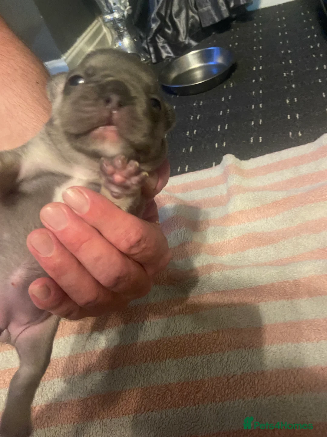 Mixed Breed dogs for sale: French bulldog/English bulldog - Advert 16