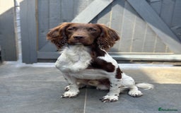 English Springer Spaniel dogs for stud: Health tested English springer spaniel at stud  in High Wycombe - Image 3