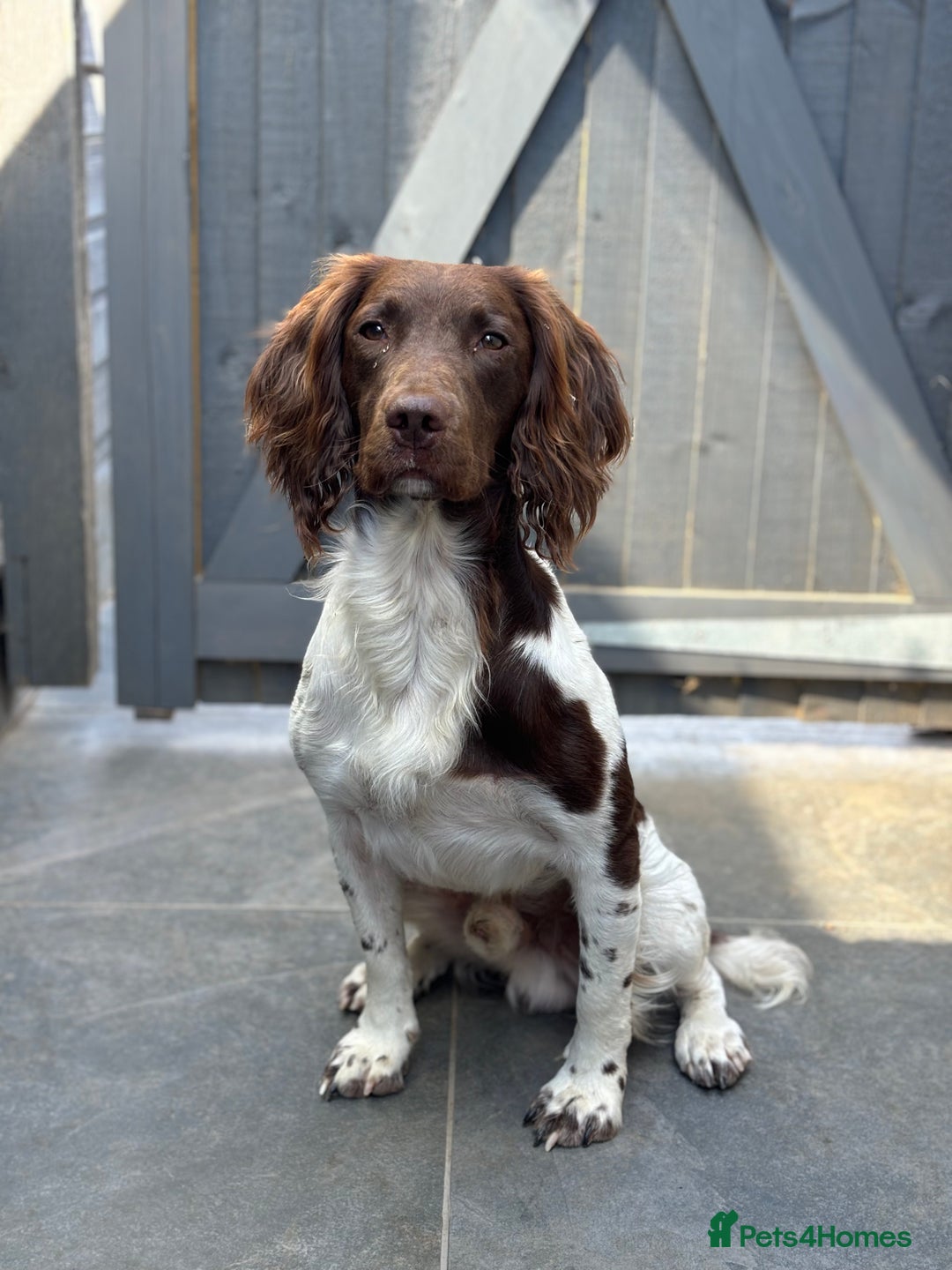 English Springer Spaniel dogs for stud: Health tested English springer spaniel at stud  in High Wycombe - Image 3