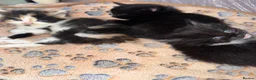 Mixed Breed cats for sale: 4 Adorable Girl kittens for new homes!! - Advert 4