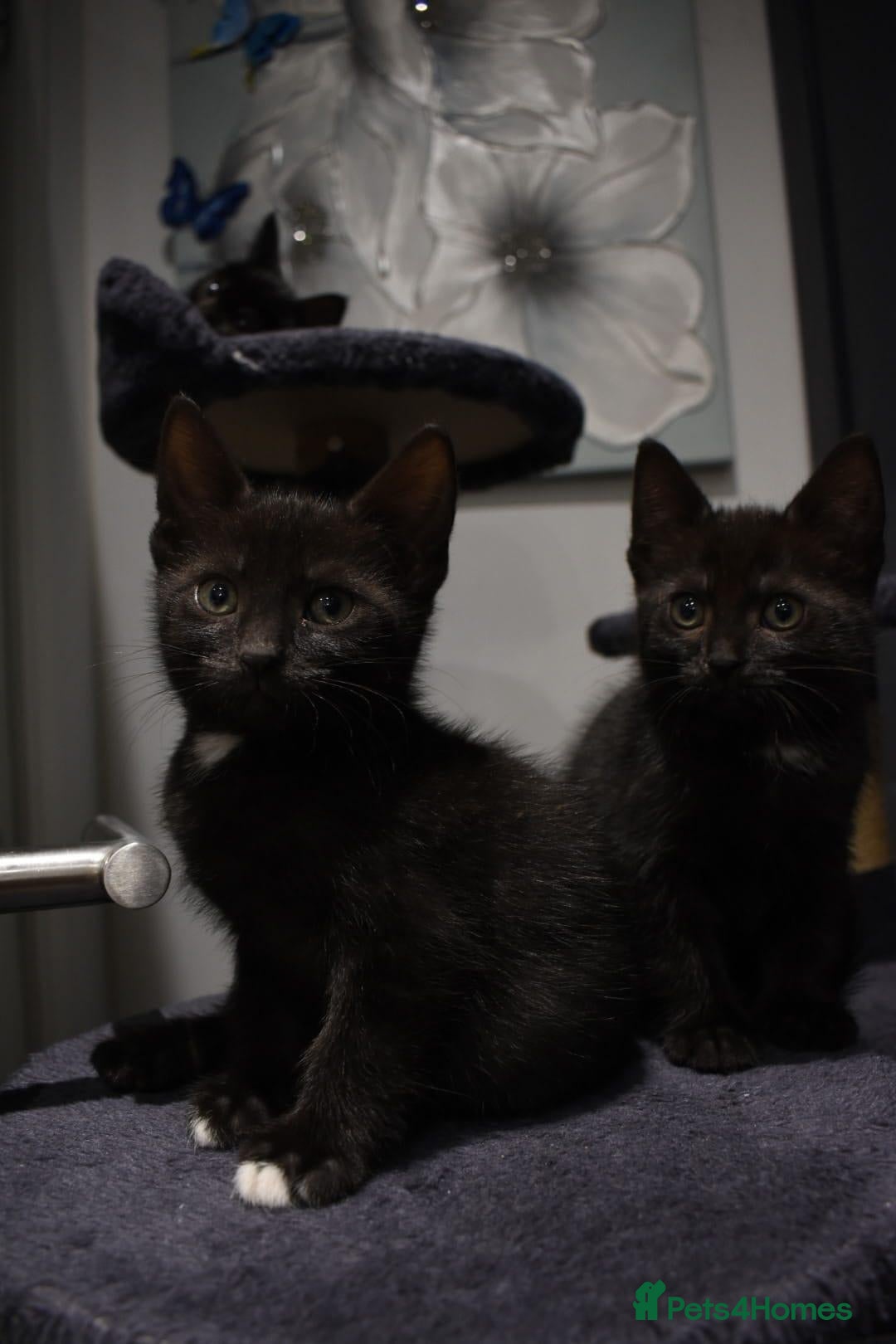 Mixed Breed cats Two Gorgeous Black Kittens Looking for Loving Home - Advert 2