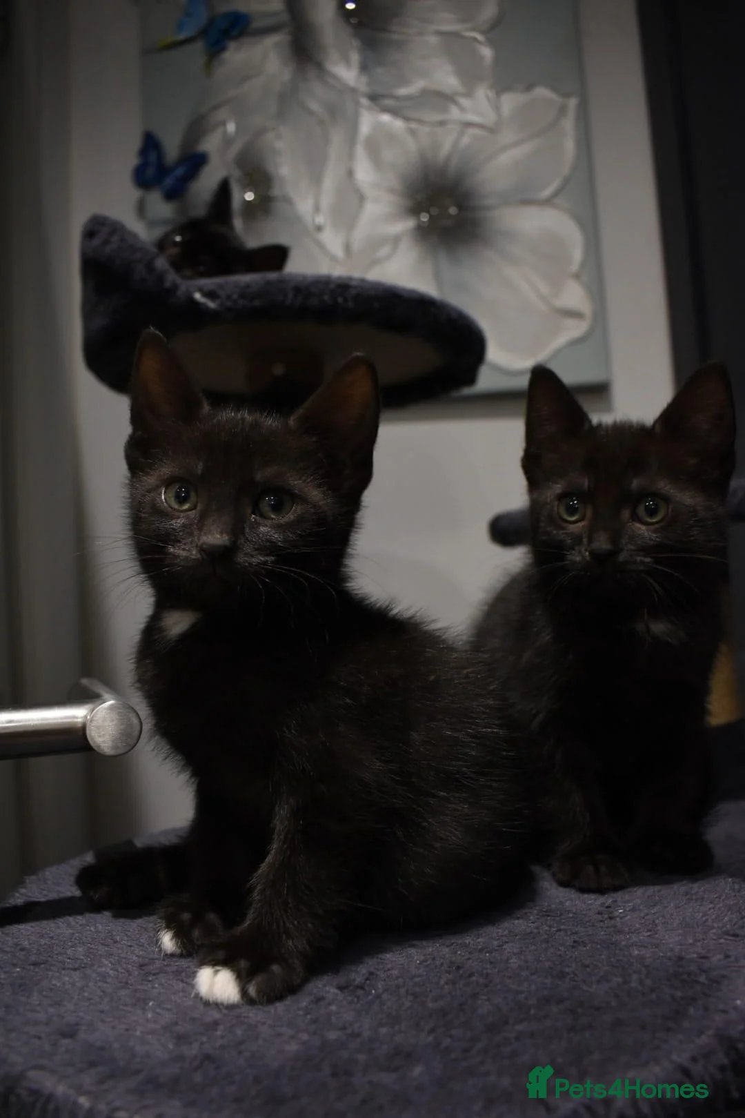 Mixed Breed cats for sale: Two Gorgeous Black Kittens Looking for Loving Home - Advert 1
