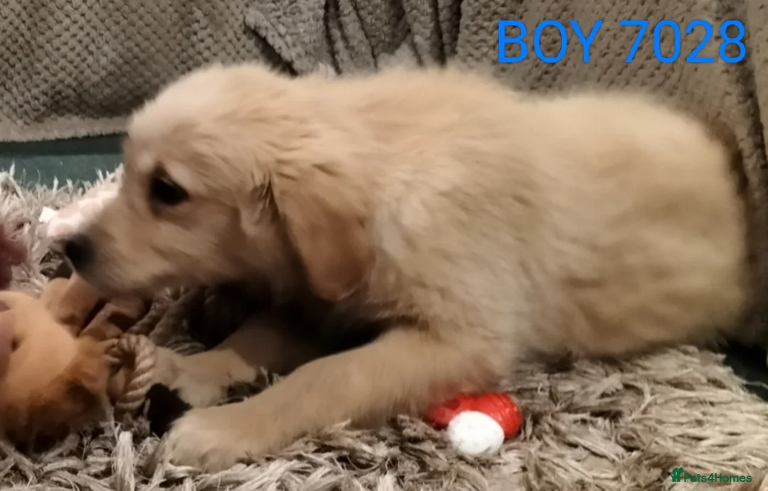 Golden Retriever dogs for sale: GOLDEN RETRIEVER PUPS - Advert 19