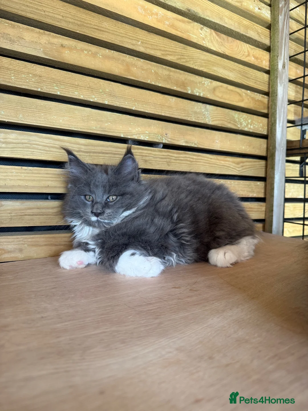 Maine Coon cats for sale: Maine Coon Kitten - Advert 2