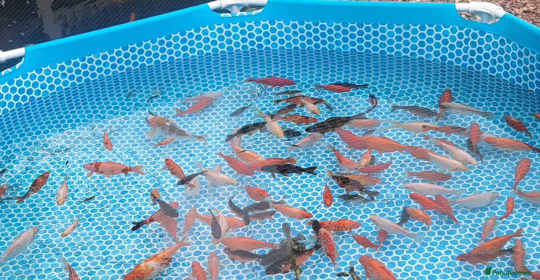 Goldfish fish for sale: Goldfish in Wolverhampton - Advert 1