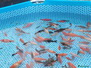 Goldfish fish Goldfish - Advert 6