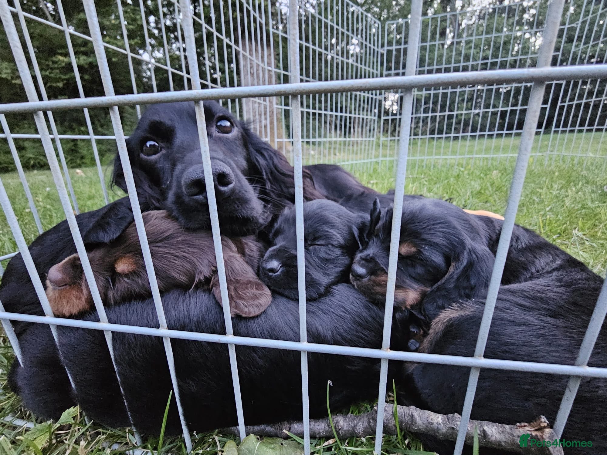 Cocker Spaniel dogs Working cocker spaniel puppies KC REGISTERED - Advert 2