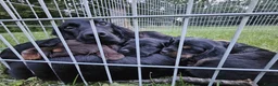 Cocker Spaniel dogs for sale: Working cocker spaniel puppies KC REGISTERED - Advert 1